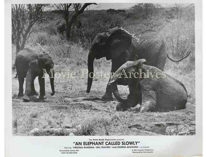 ELEPHANT CALLED SLOWLY, 1969 8x10 still set, Virginia McKenna, Bill Travers.