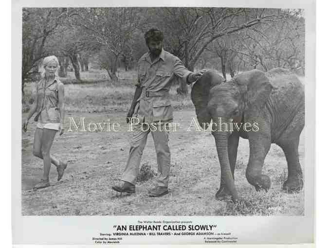 ELEPHANT CALLED SLOWLY, 1969 8x10 still set, Virginia McKenna, Bill Travers.