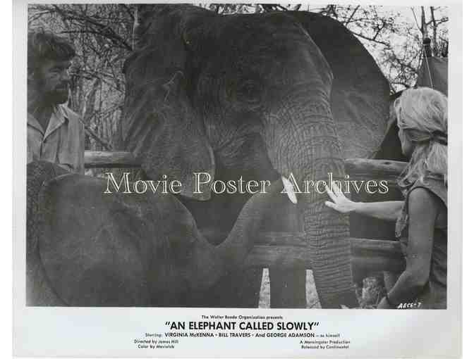 ELEPHANT CALLED SLOWLY, 1969 8x10 still set, Virginia McKenna, Bill Travers.