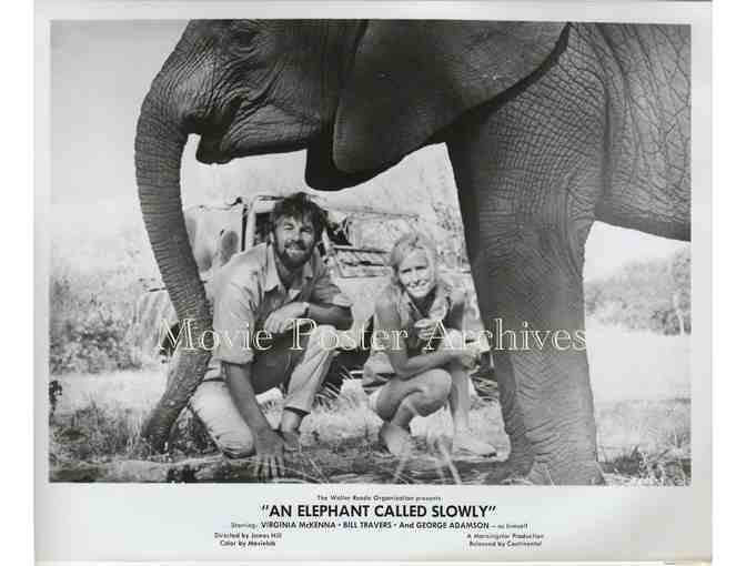 ELEPHANT CALLED SLOWLY, 1969 8x10 still set, Virginia McKenna, Bill Travers.