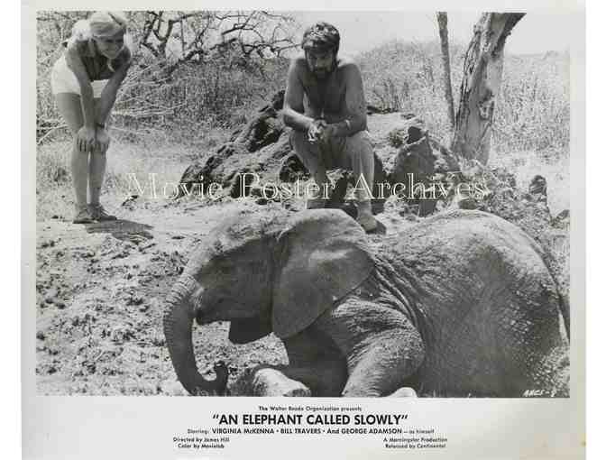 ELEPHANT CALLED SLOWLY, 1969 8x10 still set, Virginia McKenna, Bill Travers.