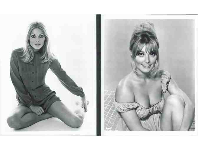 SHARON TATE, group of classic celebrity portraits, stills or photos