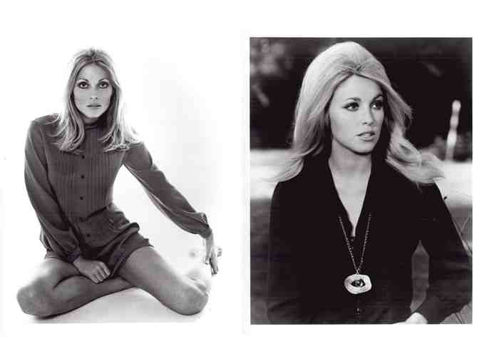 SHARON TATE, group of classic celebrity portraits, stills or photos