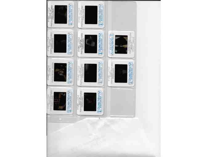 STUART LITTLE, 1999, color slides, Michael J. Fox, Nathan Lane