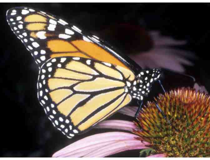 Audubon Nature Institute Guest Passes