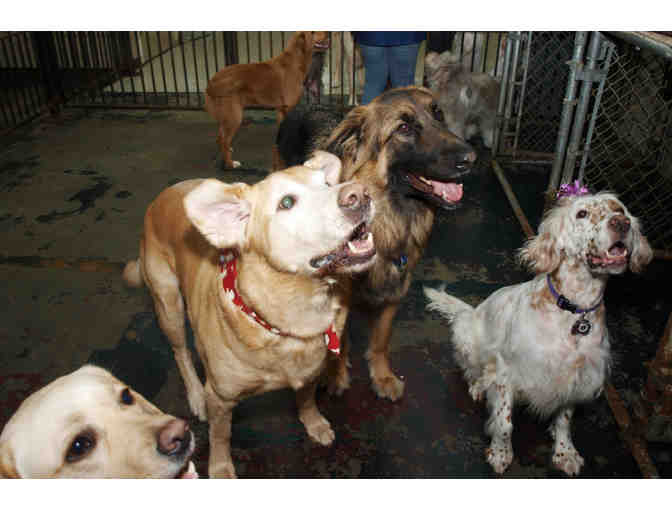 Pet Emporium $50 Gift Certificate