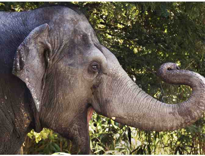 Audubon Nature Institute Guest Passes