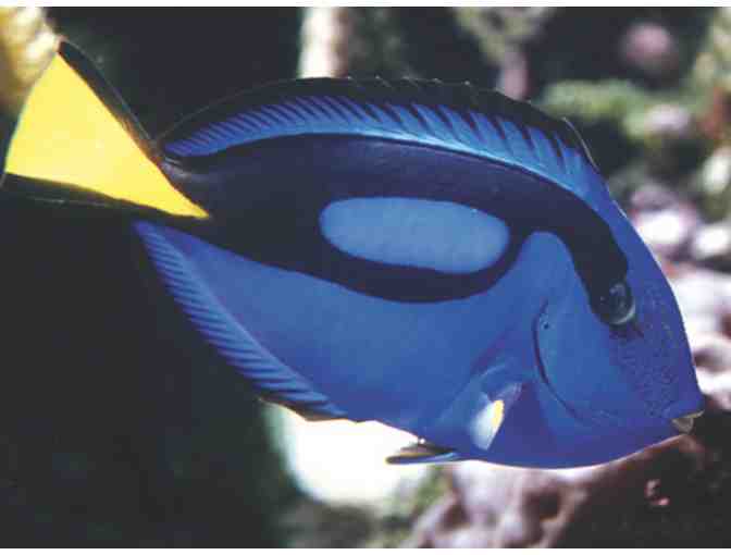 Audubon Nature Institute Guest Passes