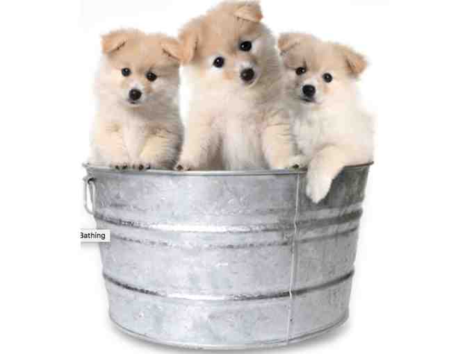 Clip & Dip Pet Grooming - $50 Gift Certificate