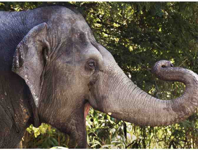 Audubon Nature Institute Guest Passes