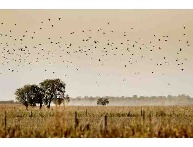 Argentina Dove Hunt