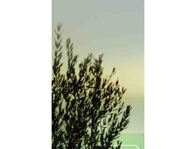 New Amsterdam Biodynamic Craniosacral: 75 min Swedish to Deep Tissue Massage