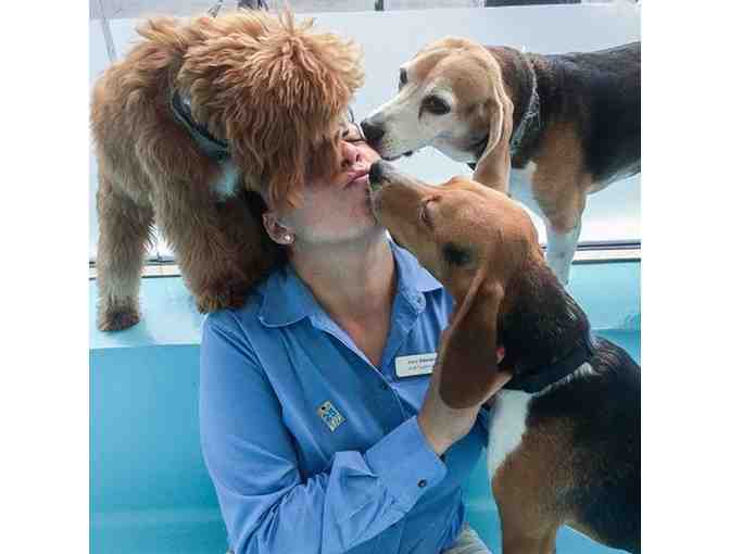 Gold Membership for Your Dog and More at Biscuits & Bath