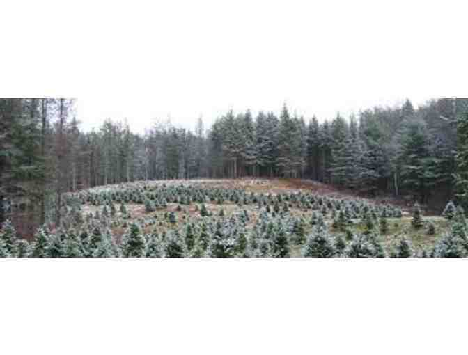 Premium Balsam from Ripton's Sinclair Family Tree Farm