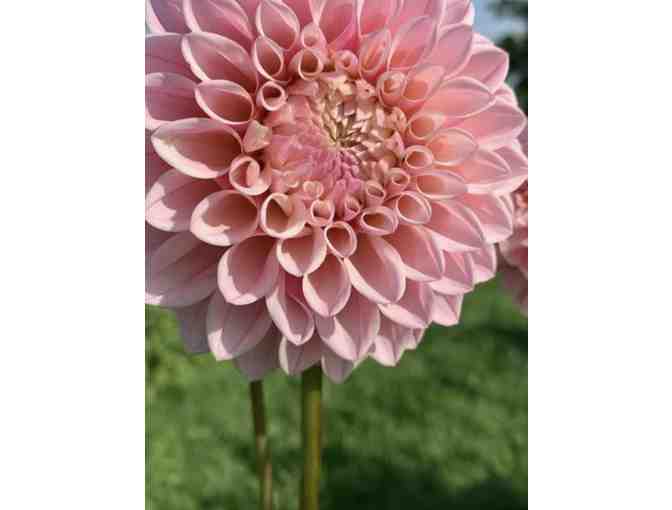 Dahlia Arrangement by Stephanie Powers - Photo 3