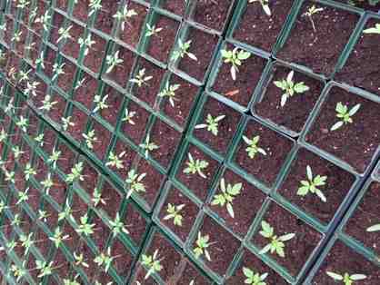 Organic Starts from Mountainyard Farm