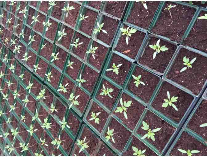 Organic Starts from Mountainyard Farm - Photo 1