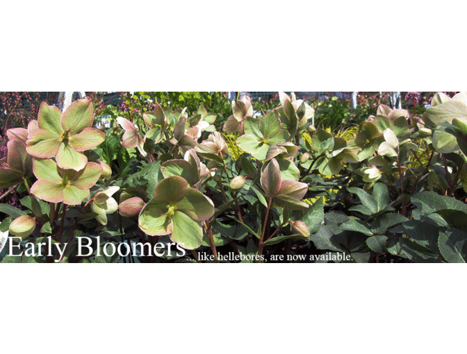 $50 Gift Card to Gethsemane Garden Center