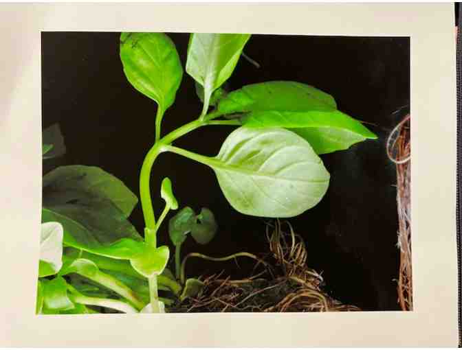 TNS 8x10 Community Art: Photograph