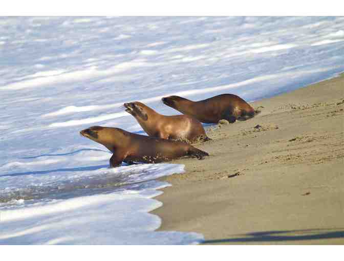 Sea Lion Patient Release and VIP Behind-the-Scenes Tour