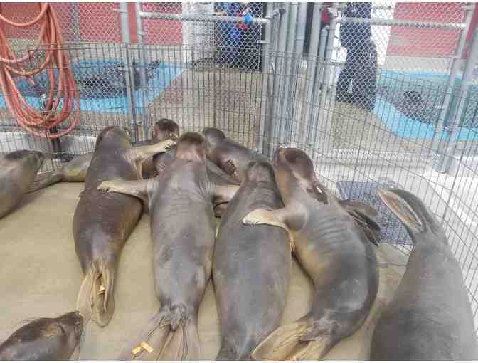 Sea Lion Patient Release and VIP Behind-the-Scenes Tour