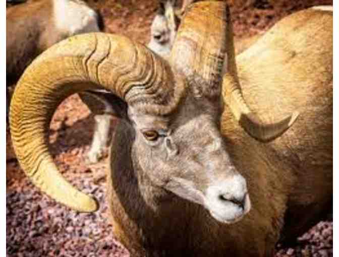 Bearizona: One Car Pass