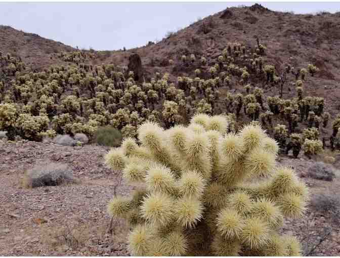 Desert Companion Magazine: Personalized Hiking Experience with Alan Gegax