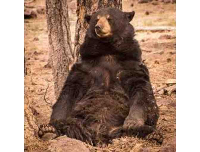 Bearizona: One Car Pass