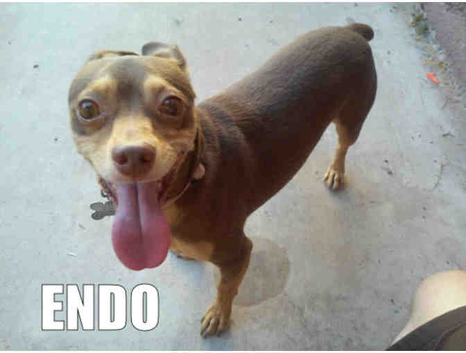 DOuGTrainer: Dog Training Plus Follow-up Review