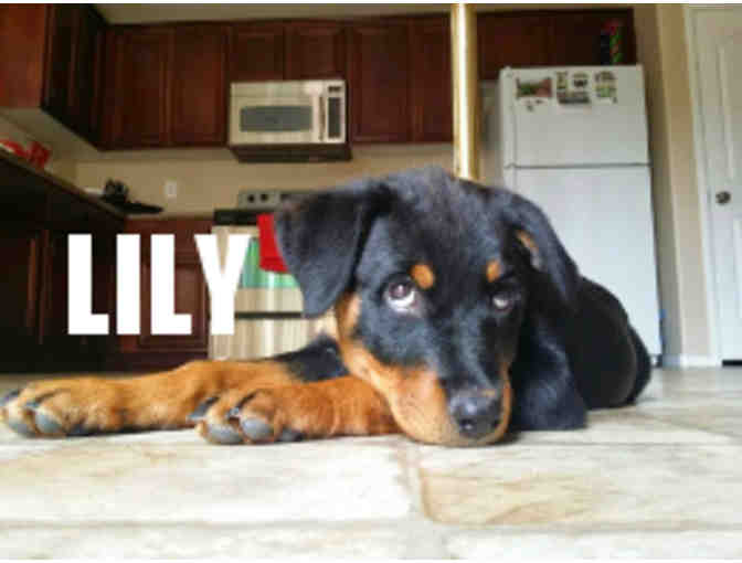 DOuGTrainer: Dog Training Plus Follow-up Review