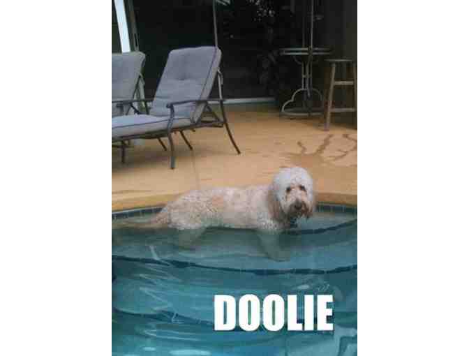 DOuGTrainer: Dog Training Plus Follow-up Review