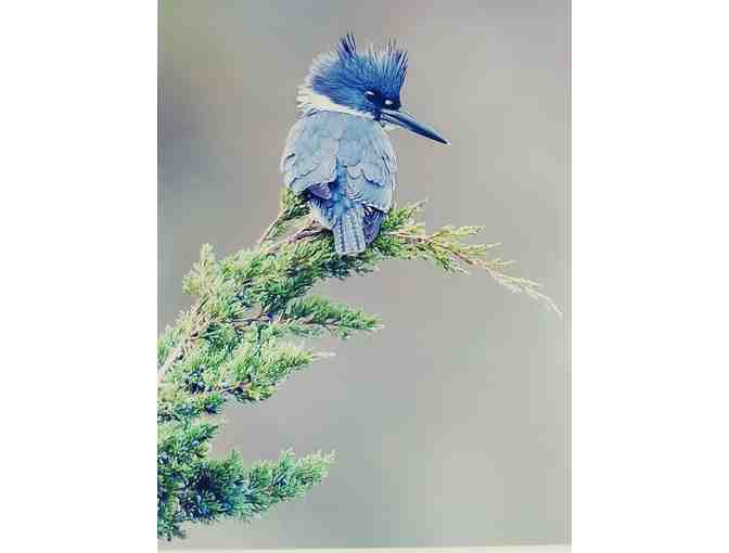 Belted Kingfisher framed photograph by local Cape Cod artist.