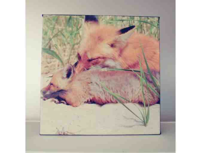 A Mother Fox and her Cub Resting in Sand Dunes, original photograph on canvas.