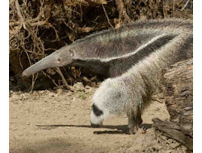 Santa Ana Zoo - Guest Pass for 4