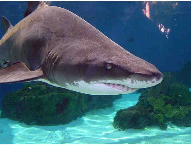 Aquarium of the Pacific - (2) Admission Passes