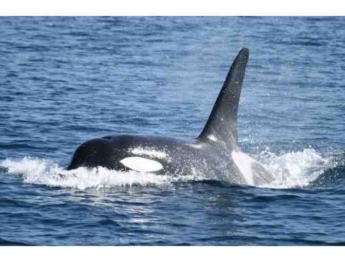 A Whale of a Time- Whale Watching