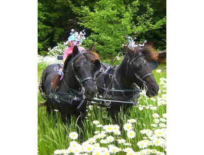 Four-lesson Package of Carriage Driving Lessons
