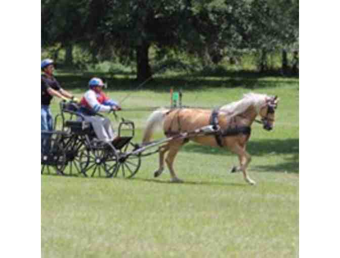 Private 2-hour Carriage Driving Lesson at the Carriage Barn, Kensington