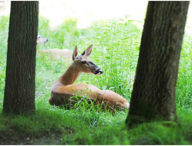4 One-Day Trail Passes at Squam Lakes Natural Science Center, Holderness, NH