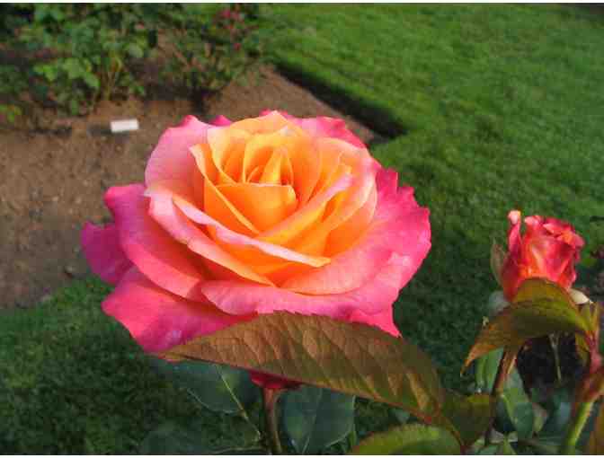 Membership for 2 to One of the Last Working Formal Estate Gardens, North Hampton, NH