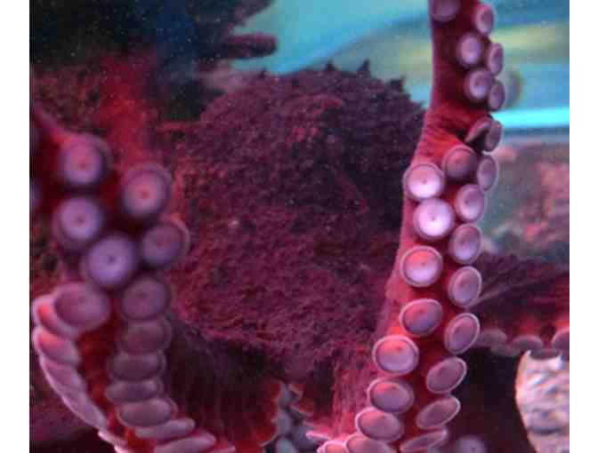 National Mississippi River Museum and Aquarium