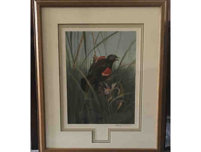 Red-winged Blackbird