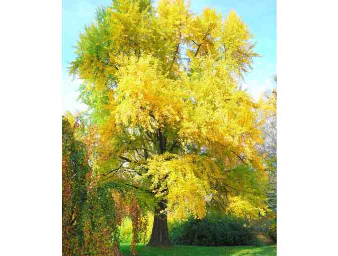 $50 Gift Card to Corliss Bros. Nursery & Garden Center