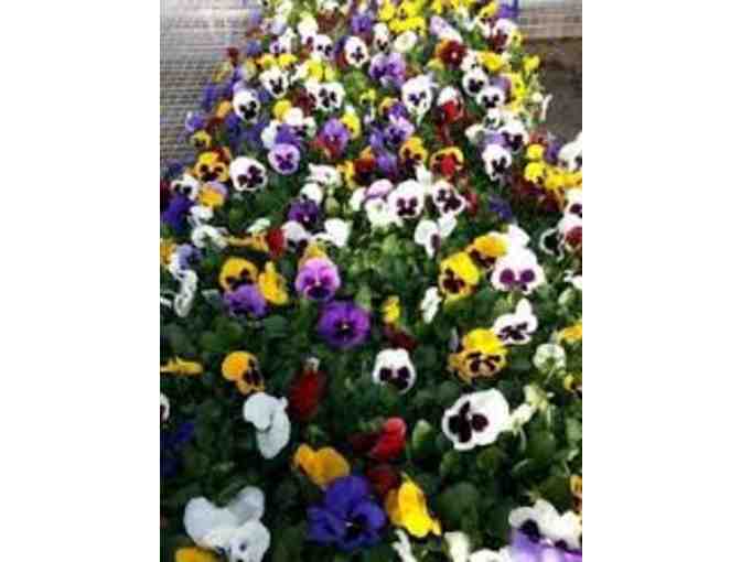 $50 Gift Card to Corliss Bros. Nursery & Garden Center