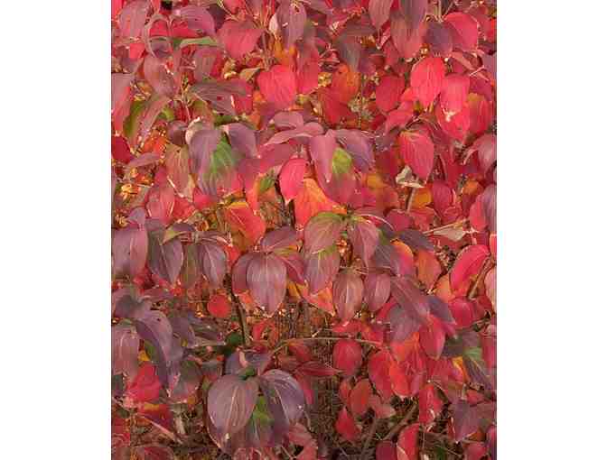 $200 Gift Card to Corliss Bros. Nursery & Garden Center