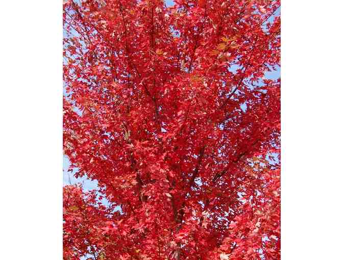 $200 Gift Card to Corliss Bros. Nursery & Garden Center