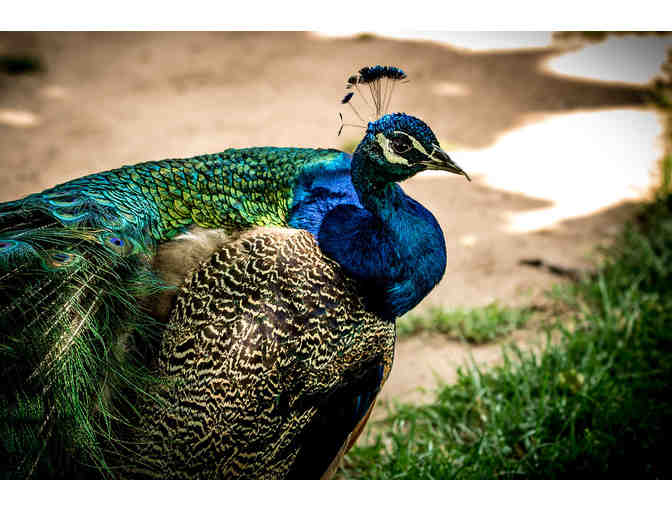 Oaklawn Farm Zoo Family Pass