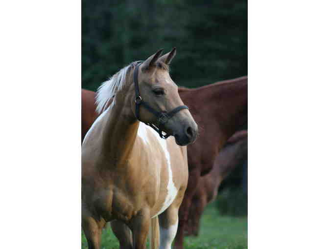 Evangeline Trail Ride $50 Gift Certificate x 2