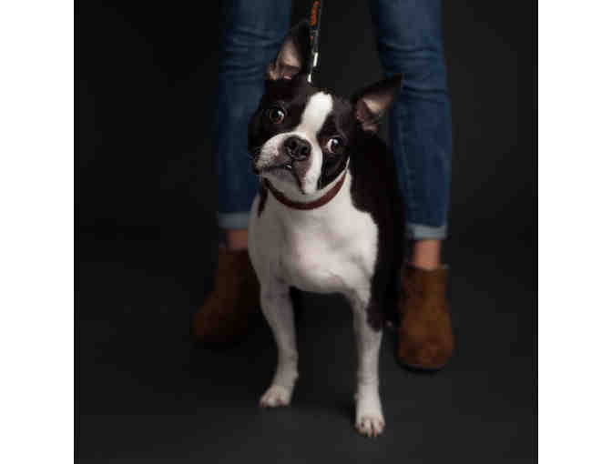 Classic Kids Weekday Pet Sitting for up to 2 pets, plus 8x10 fine art print