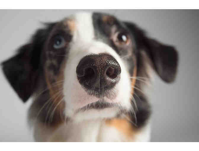 Classic Kids Weekday Pet Sitting for up to 2 pets, plus 8x10 fine art print